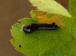 Caliroa cerasi